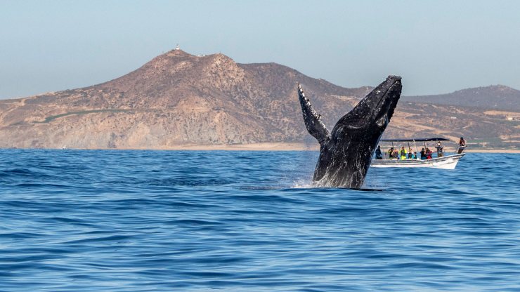 Whale watching in Cabo in January