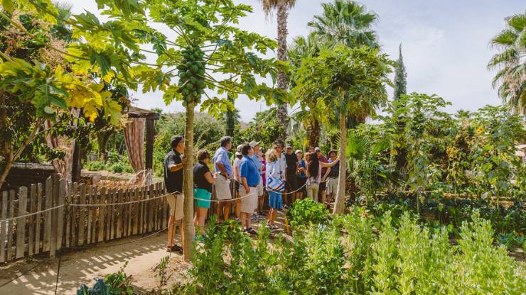 visit Flora Farms in Cabo in February