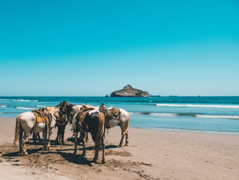 The 5 Top Horseback Riding Tulum Tours horseback riding tulum