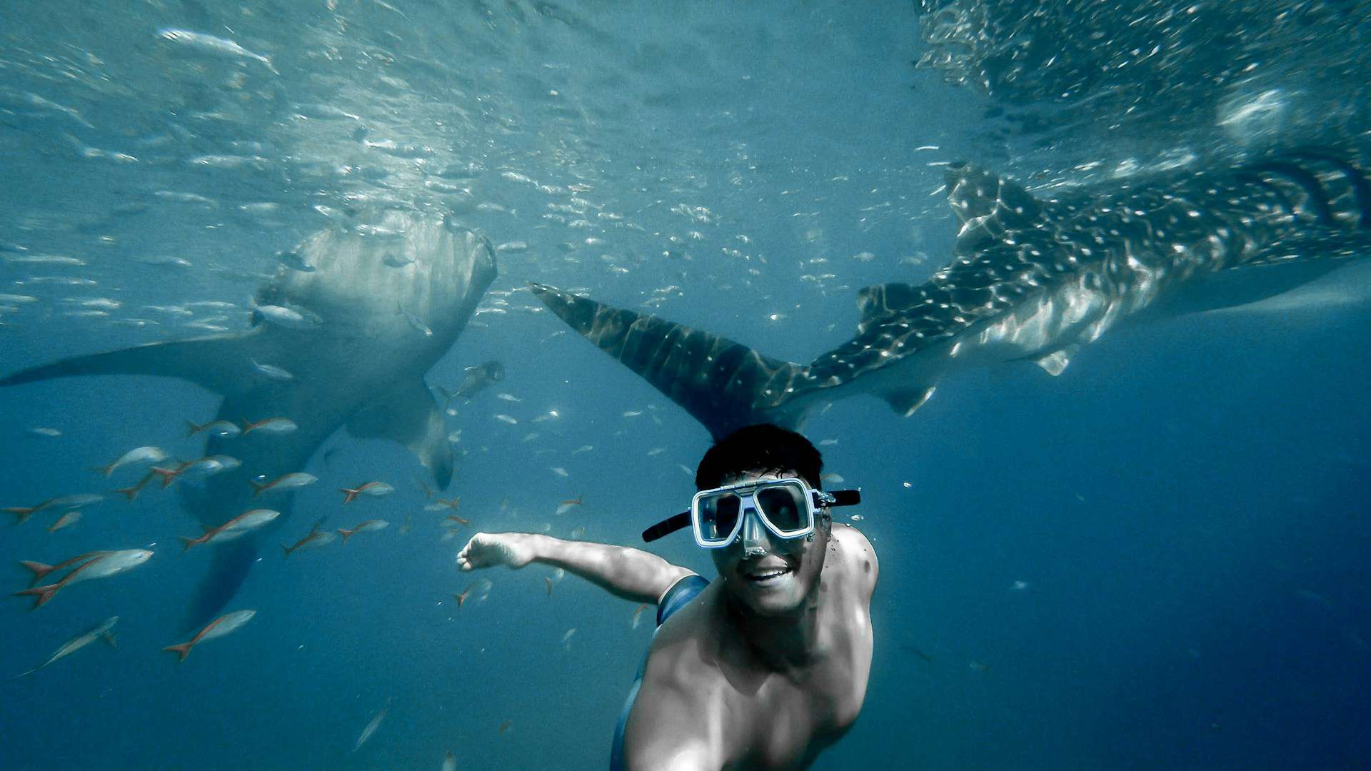 Swim with the Whale Sharks