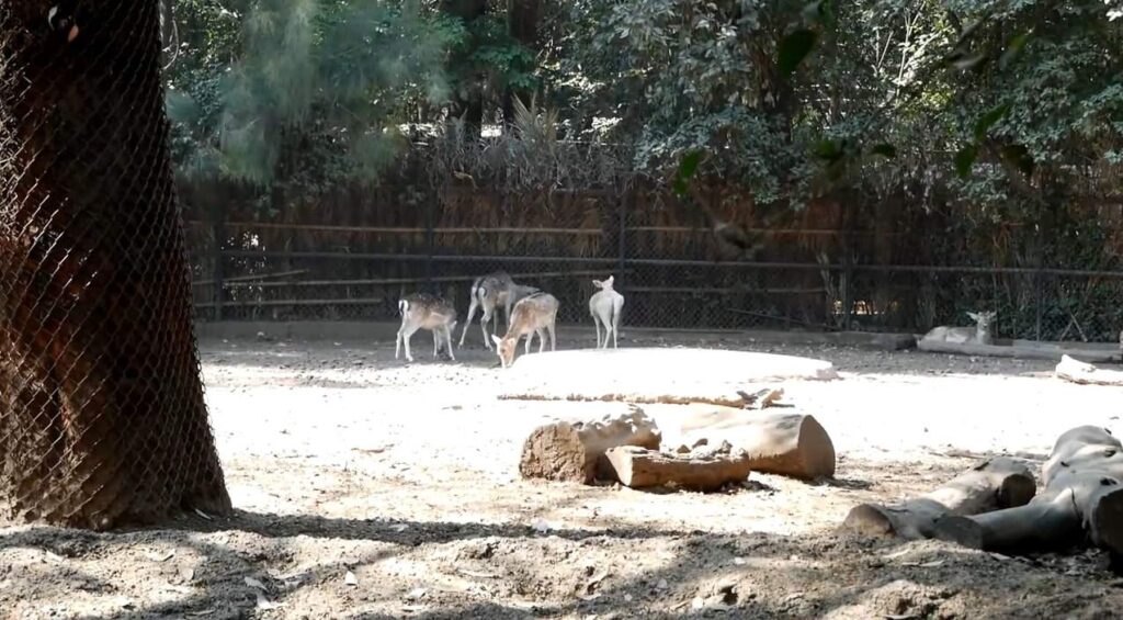 Deers in Chapultepec Zoo 