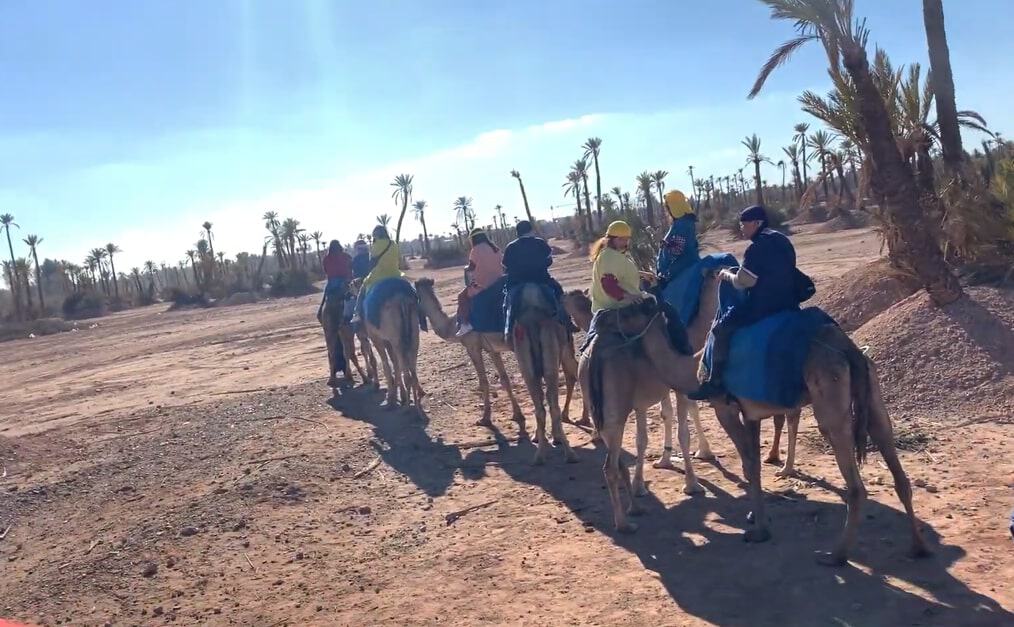 Marrakech Half-Day Camel Ride in Palm Grove