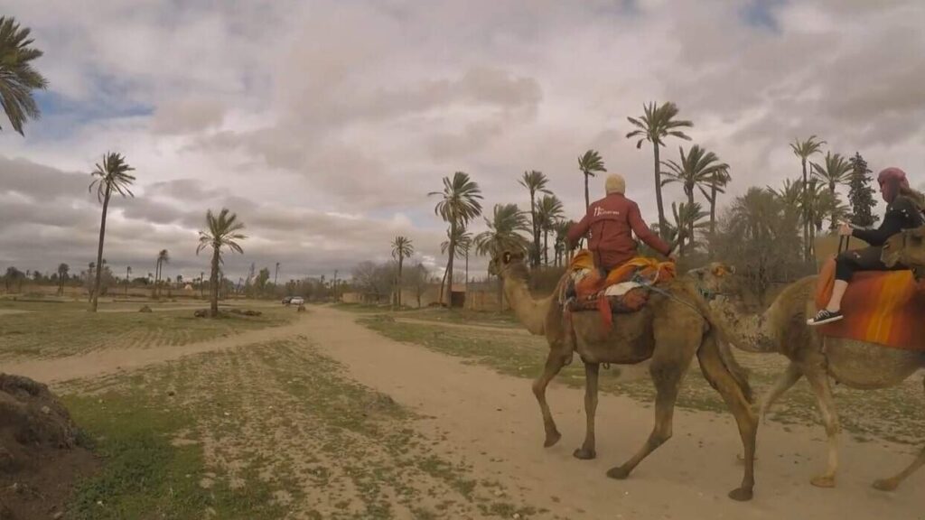 Sunset Camel ride Marrakech Palmeraie